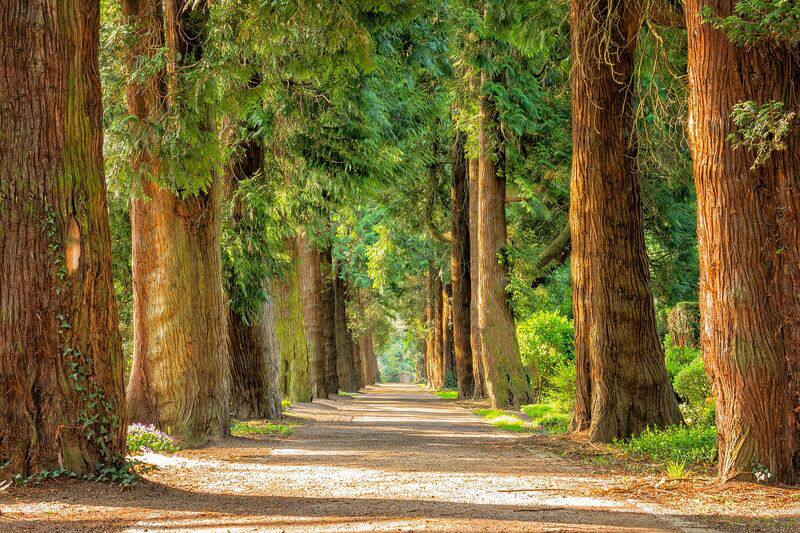 Waldbild